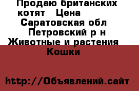 Продаю британских котят › Цена ­ 1 000 - Саратовская обл., Петровский р-н Животные и растения » Кошки   
